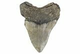 Bargain, Fossil Megalodon Tooth - North Carolina #376534-2